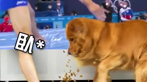 Golden Retriever : step on my dog food 😡pooh !nothing