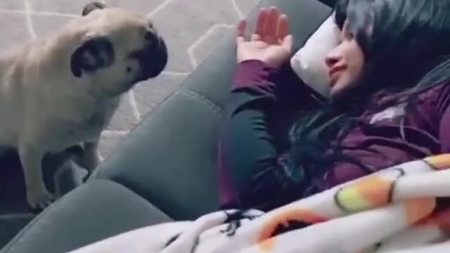 Cachorrinho pidendo pra a dona levar ele pra cagar