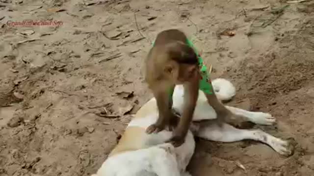 Dogs with monkey friend ship