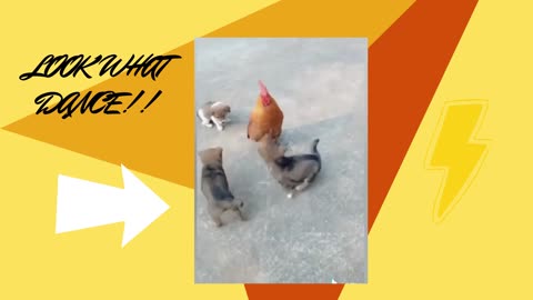 FUNNY DOGS AND ROOSTER