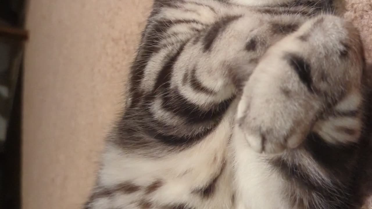 Purring Cat Is the Face of Pure Bliss