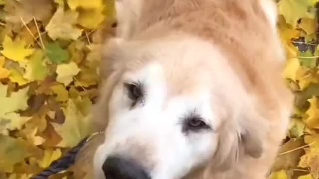 Happy dogs
