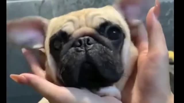 Fun with Dog | Super funny Videos | Funny Animal Videos #29