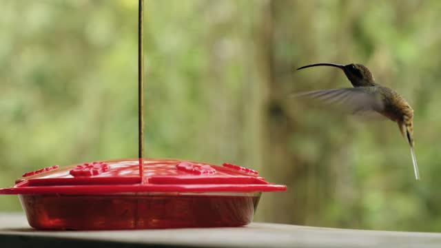 Humming bird have a drink in our fountain