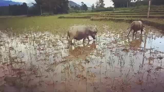 Hôm nay em chăn trâu phần 2