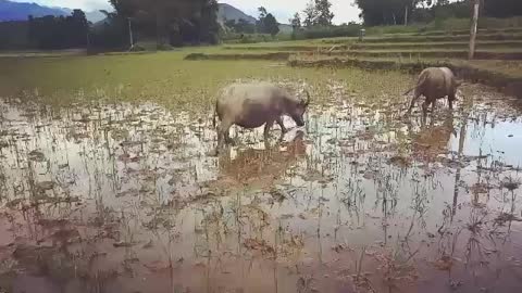 Hôm nay em chăn trâu phần 2