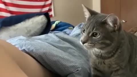 Baby cats.cate and cat fanny video