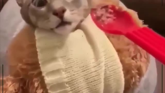 Cats funny reaction
