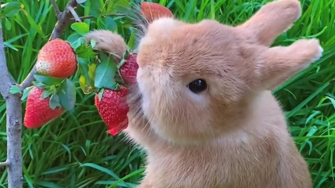 Big Face, Big Appetite: Bunny Loves Strawberries