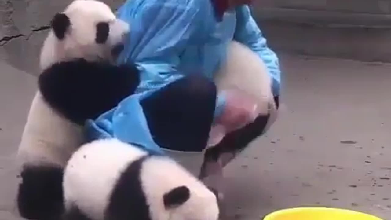 naughty panda