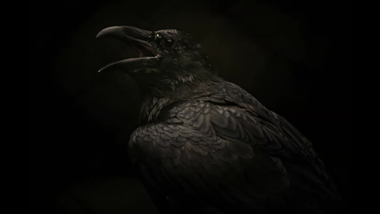 Lord Winter - Raven