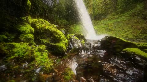 Nature Therapy: Relaxing Full Motion Forestry with Natural Sounds