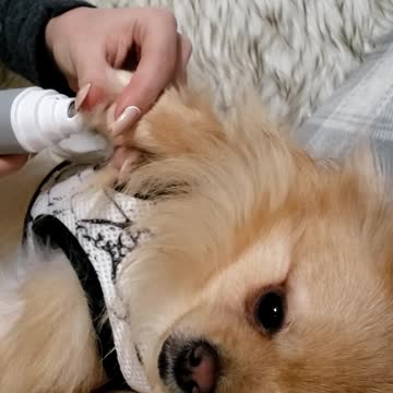 Pomeranian Puppy chills while getting a pedicure