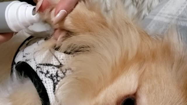 Pomeranian Puppy chills while getting a pedicure