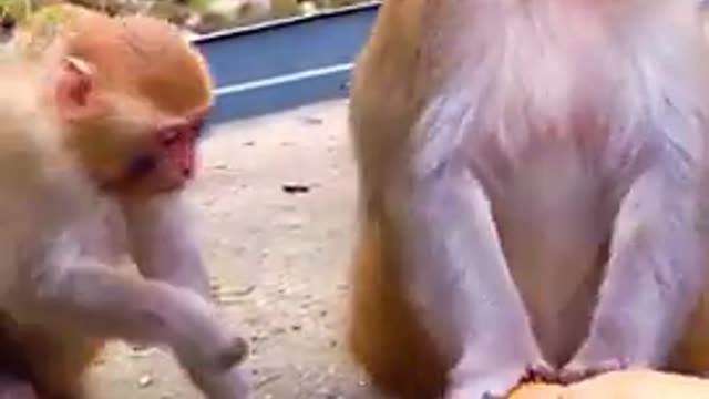 #short #shortsvideo #viral #cat #shortvideo