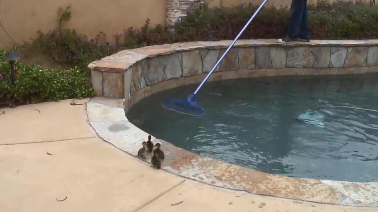 Ducks escape water pool amazing video..