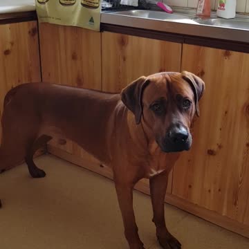Mister Brown The Rhodesian Ridgeback; Spontaneous Drill in the Kitchen