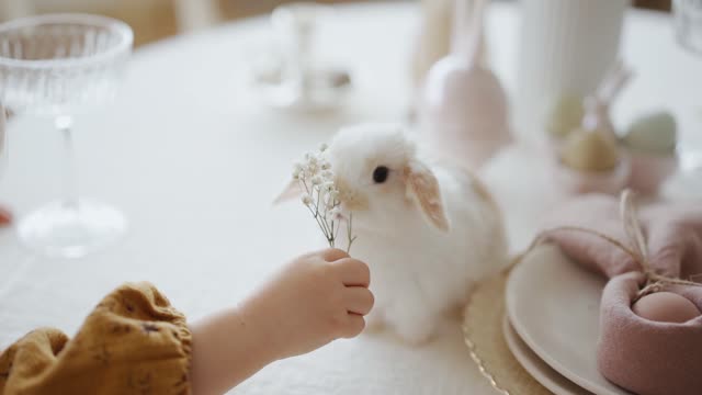 Child Feeding Small Rabbit White Flowers