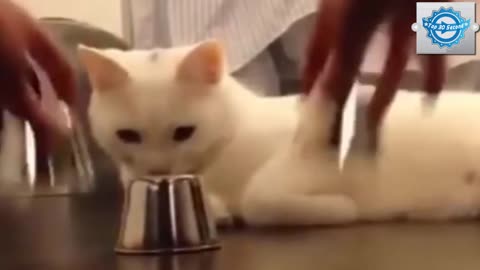 Funny Cat Video - Smartest Cat