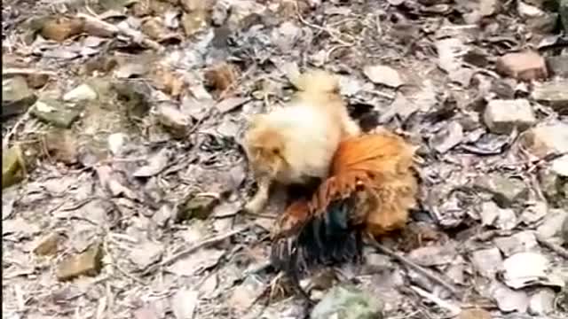 Funny dog and chicken playing