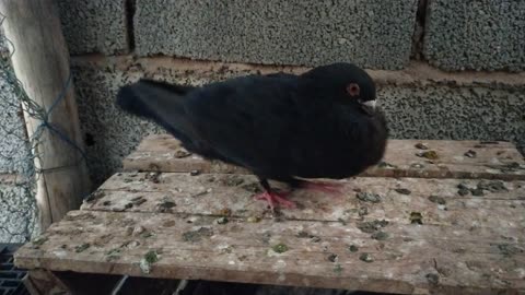 Male pigeons are looking for a female to mate