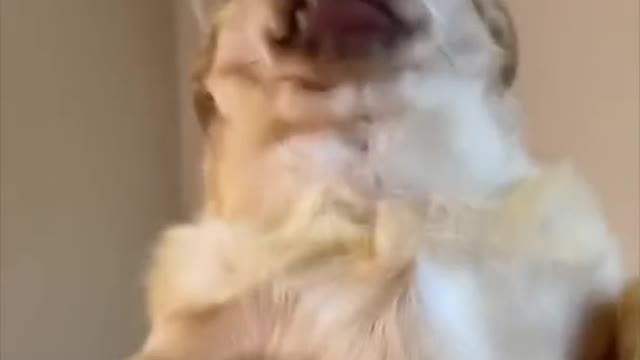 Cut funny dog video compilation 😂🥰