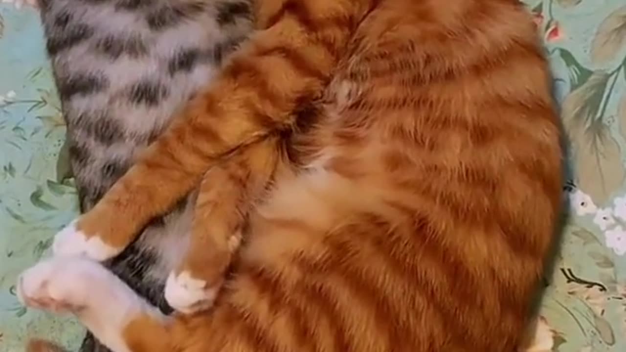 Cat to cat love