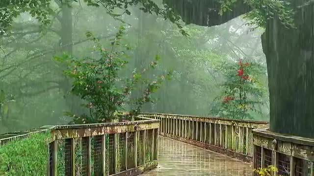 Walking on the village road in the rain