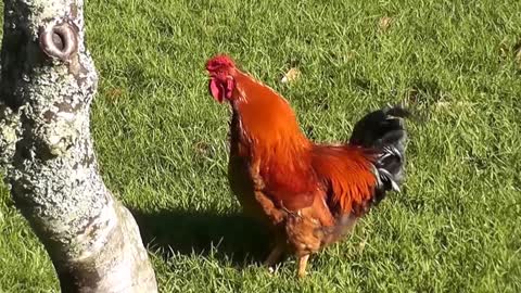 Rooster Crowing Compilation Plus - Rooster crowing sounds Effect 2016