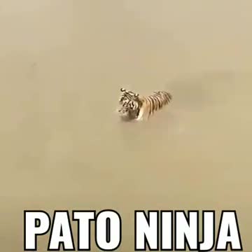 duck tricks tiger incredibly