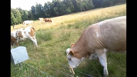 I vår herres hage. Pålsjö skog och omgivningar, Helsingborg 12 Juli 2013