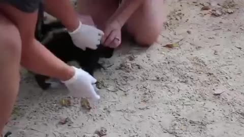 ZooTampa begins vaccinating skunks and other animals "at high risk" of contracting COVID-19.
