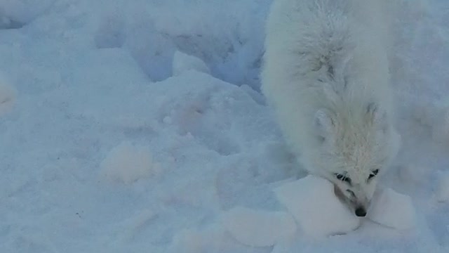 Polar fox eat a lollipop