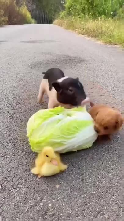 Funny Animal Videos - Awesome Funny Pet Animals | Cute Animals | Super Funny Dog Videos #short video