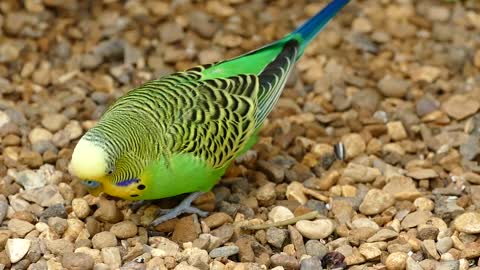 A little lovebird searching his food.