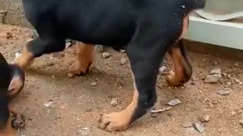 Cute Little Rottweilers assemble together