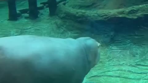 FLOATING HIPPO!