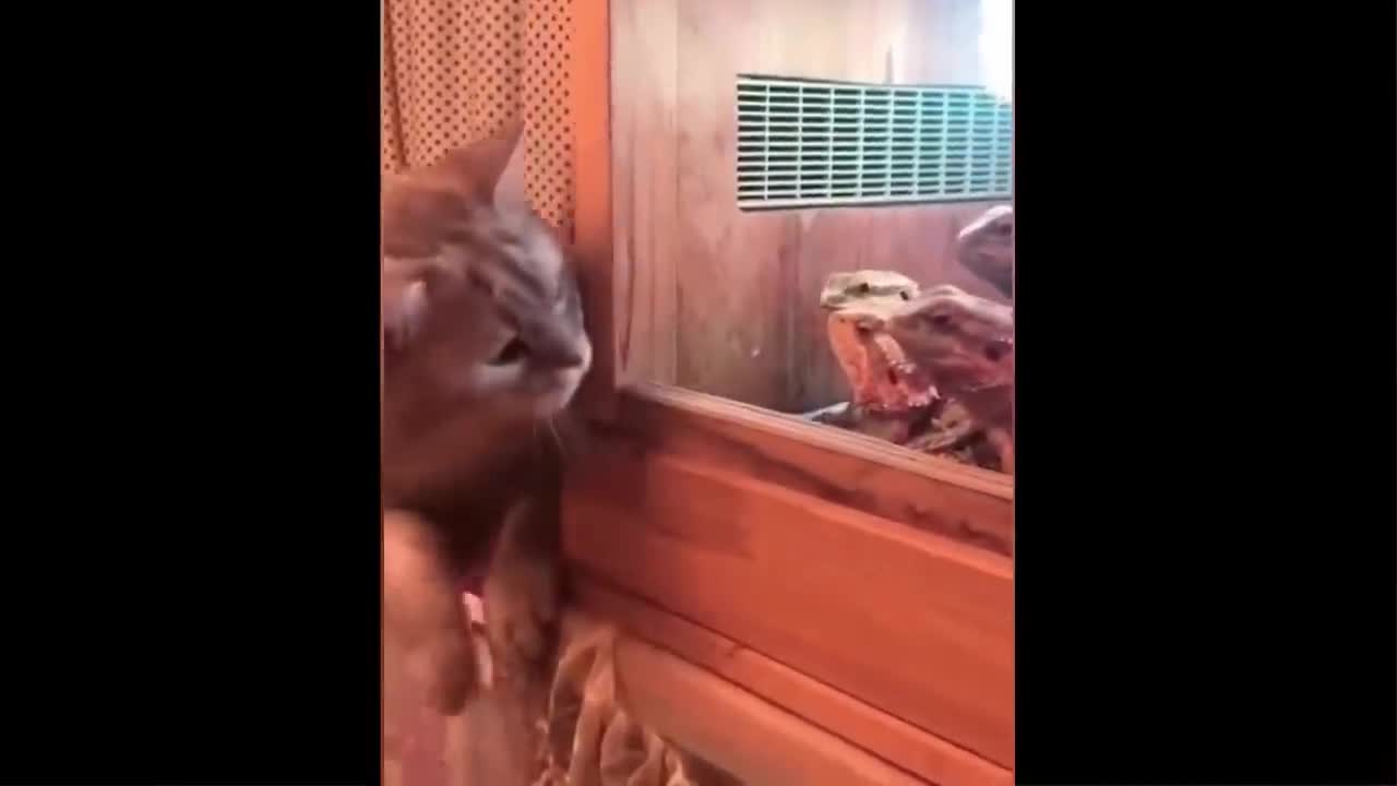 Funniest Animals - Best Of The 2021 Funny Animal Videos
