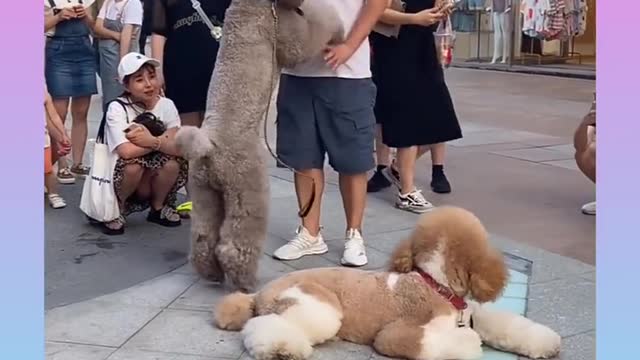 Cute and Funny Dog Videos Compilation_#short