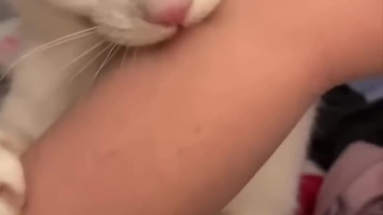 Funny cat bites its owner then realizes what he's done