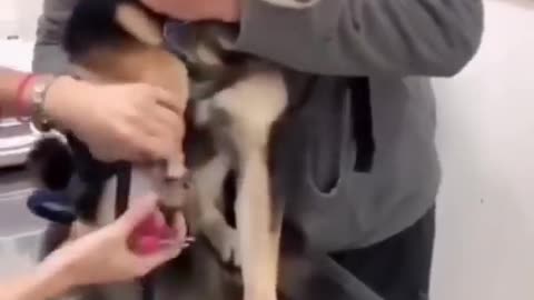 Funny reaction of cat 😂 funny video of Dog 🐕 please follow me 🙏🏻 #cat #dog #rumble #viral #trending