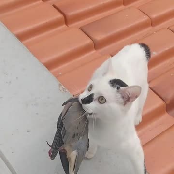 o gato leva o pombo do telhado