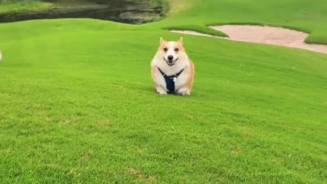 Playing frisbee