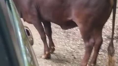 Bison Rams Large Texas Longhorn Bull