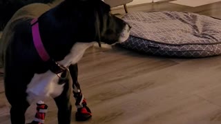 Funny dog in boots for the first time