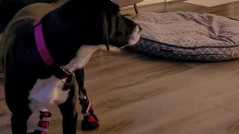 Funny dog in boots for the first time