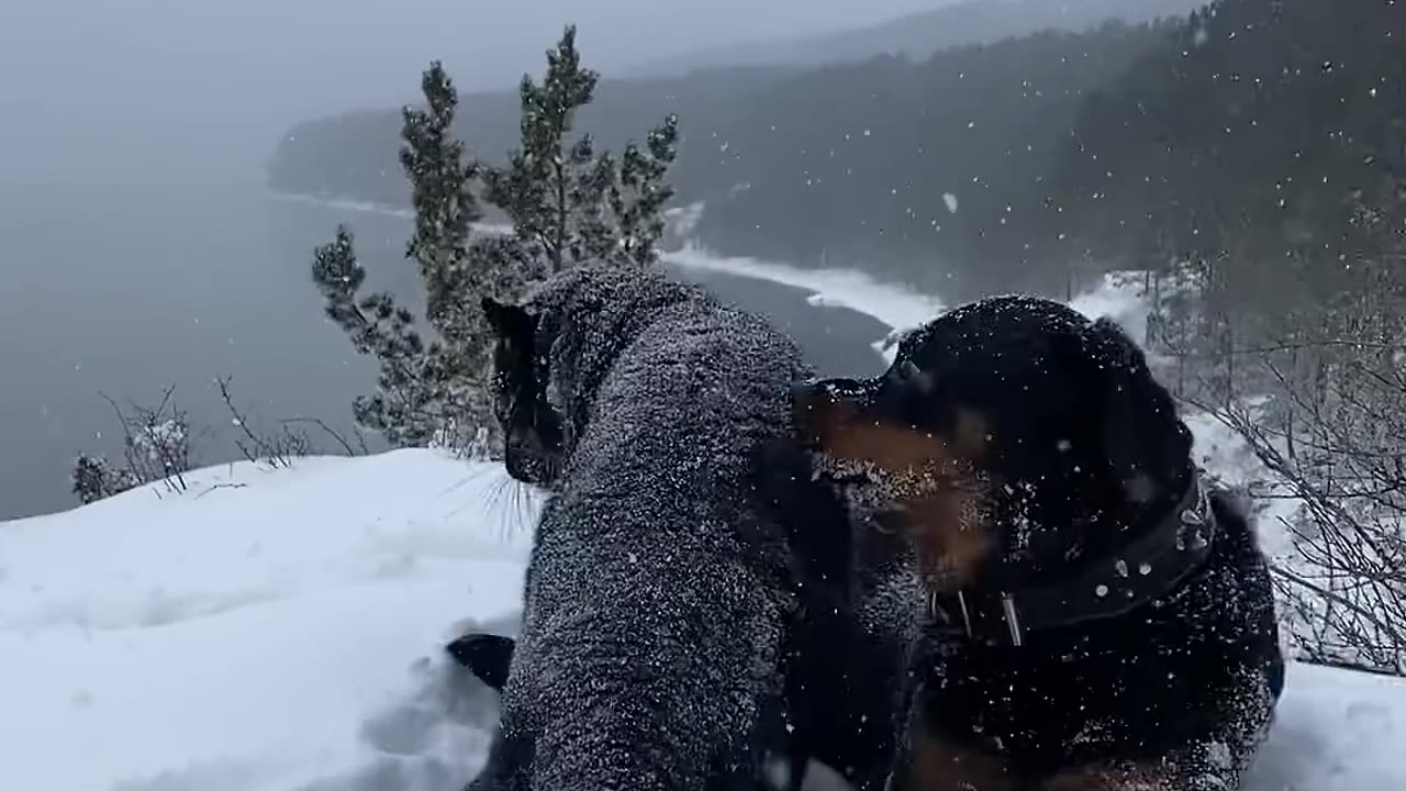 Luna___Venza._Leopard___Rottweiler._Cats_vs_dogs(1