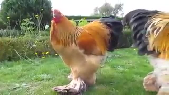 Coq coq coq