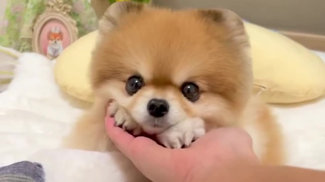 Cute Puppy