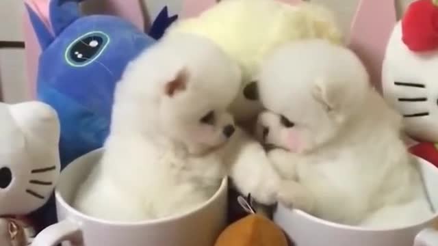 Essayer De Ne Pas Rire,Vidéos Drôles de Chiens